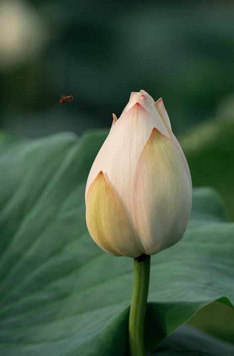 A bee is flying around a lotus flower